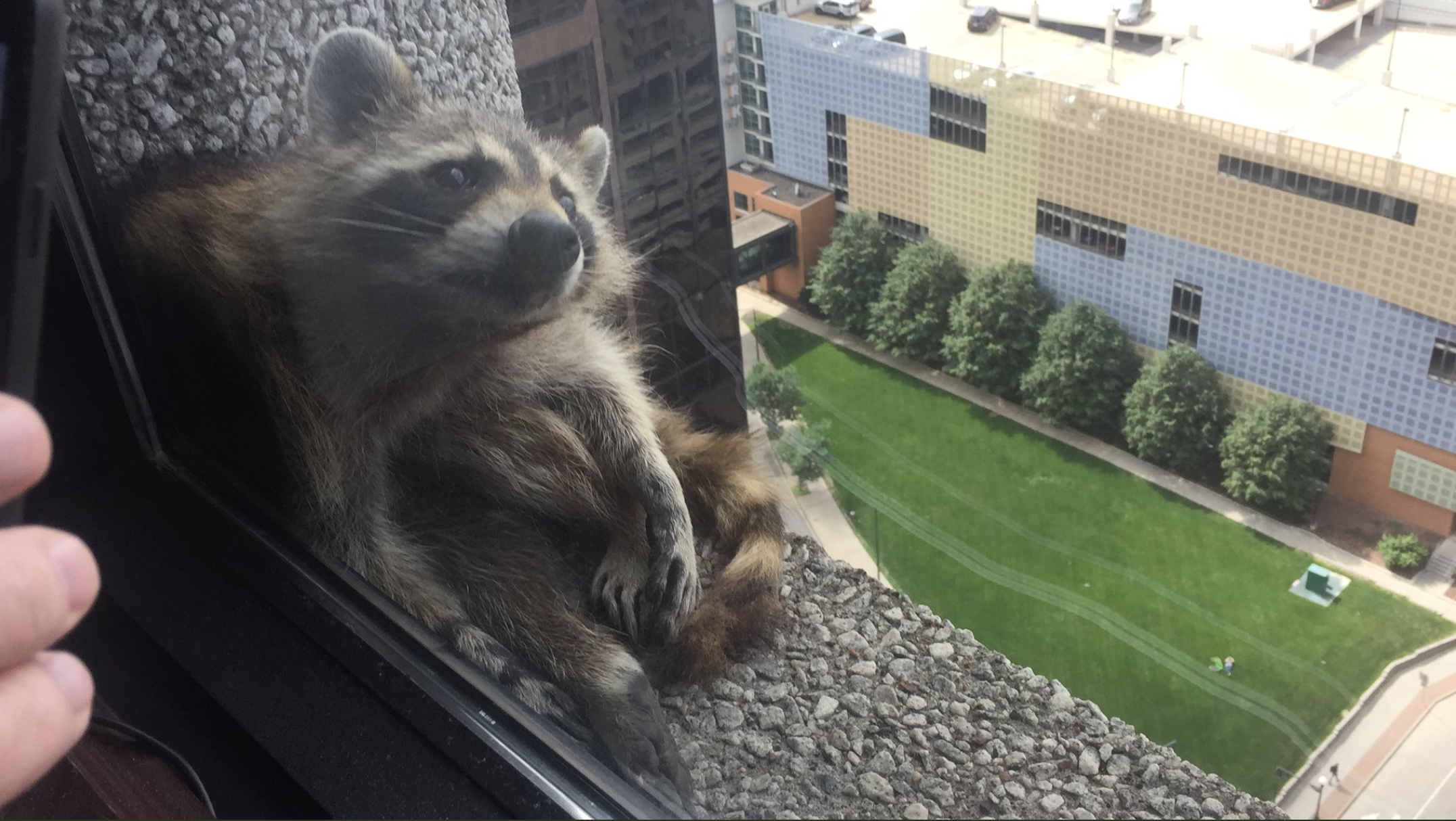 MPR Raccoon on a windowsill outside the offices of Paige J Donnelly Limited